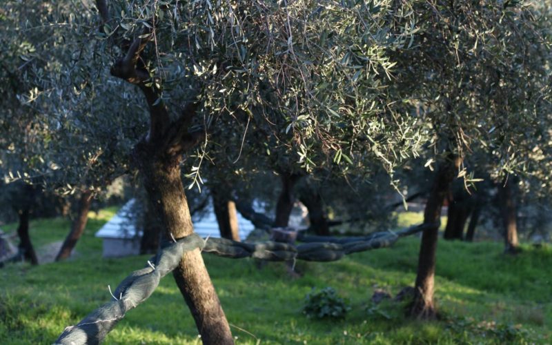 La Liguria più buona.. nel piatto!