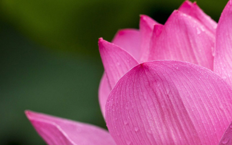 EUROFLORA 2022 – biglietti per le scuole, biglietteria Porto Antico e chiusura Roseto