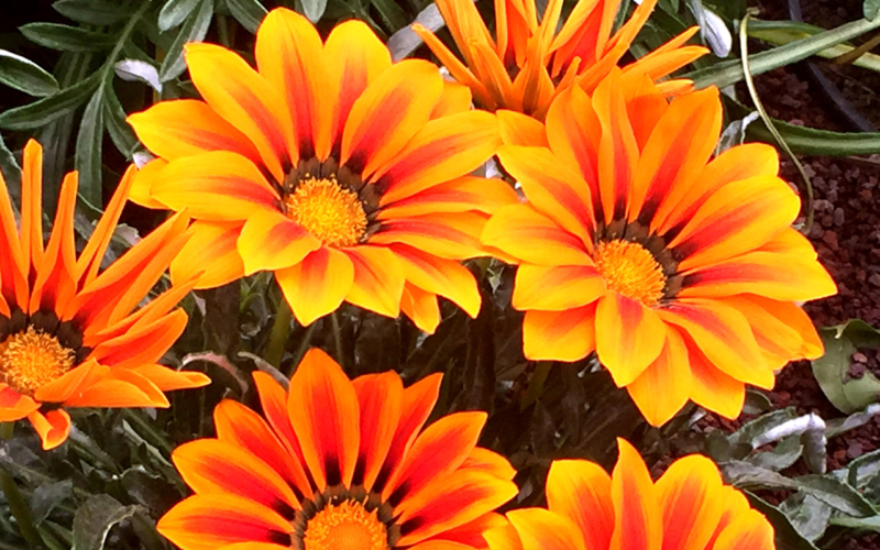 Si è conclusa la prima fase di Micropaesaggi, il Concorso di Euroflora 2021