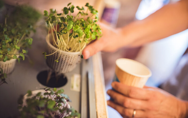 HORTUS, L’ORTO AEROPONICO AGRICOOLTUR® SBARCA AL PORTO ANTICO DI GENOVA