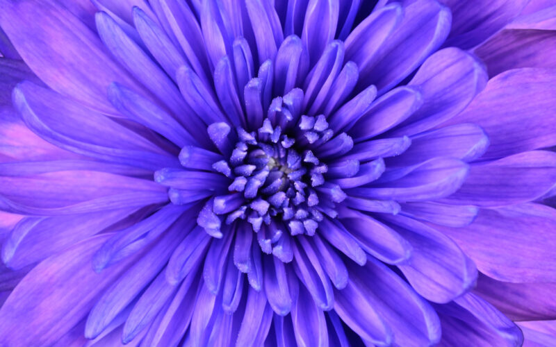 <strong>EUROFLORA 2022, DA OGGI È UFFICIALMENTE MANIFESTAZIONE FIERISTICA INTERNAZIONALE</strong>